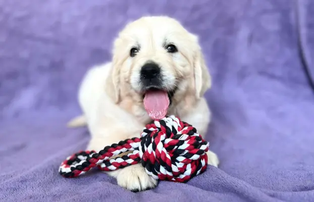 Pieski i Suczki | 10tyg. | ZKwP/FCI | 4