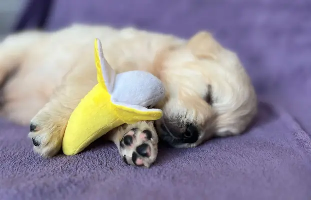 Pieski i Suczki | 10tyg. | ZKwP/FCI | 6