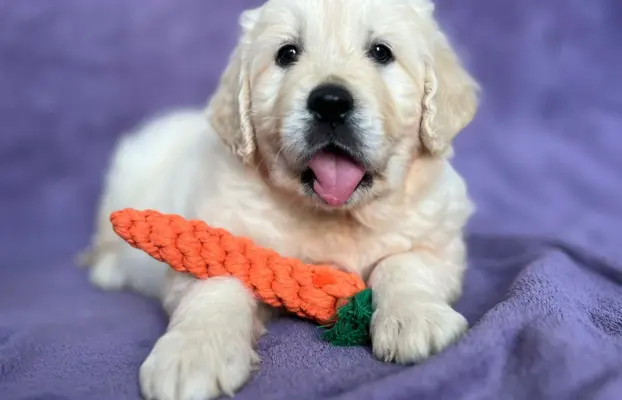 Pieski i Suczki | 10tyg. | ZKwP/FCI | 7