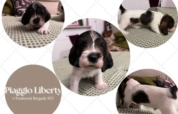 PBGV Petit basset griffon vendeen 1