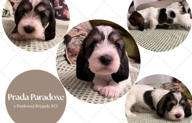 PBGV Petit basset griffon vendeen 3