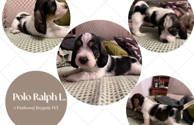 PBGV Petit basset griffon vendeen 4