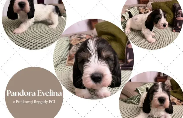 PBGV Petit basset griffon vendeen 2