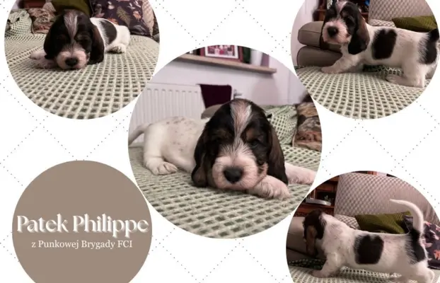 PBGV Petit basset griffon vendeen 5