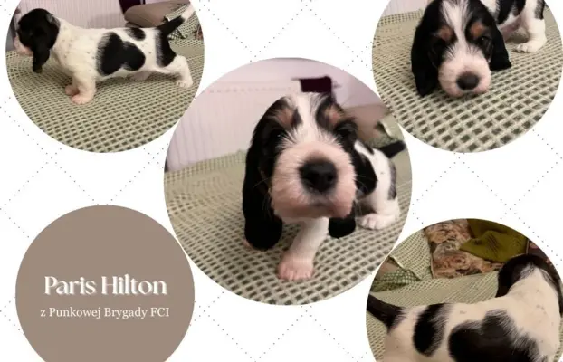 PBGV Petit basset griffon vendeen 6