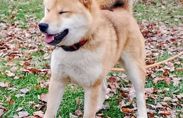 Cztery, czerwone Shiby, trzy pieski i suczka 2