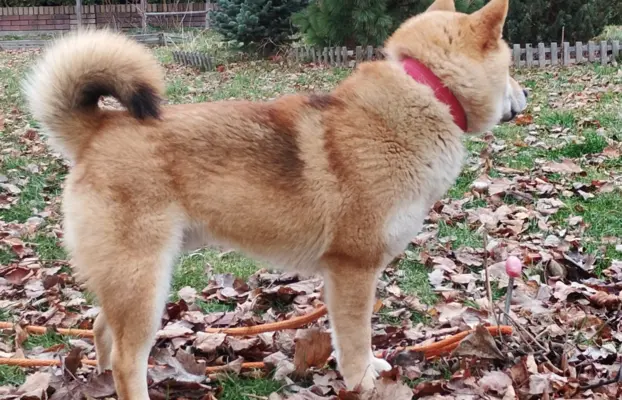 Cztery, czerwone Shiby, trzy pieski i suczka 5