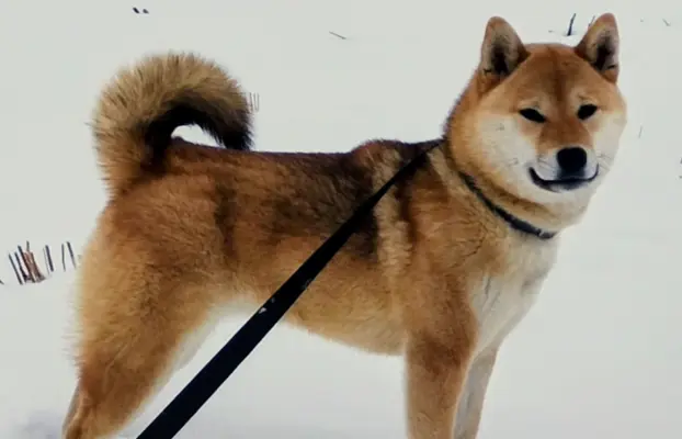 Cztery, czerwone Shiby, trzy pieski i suczka 6