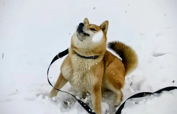 Cztery, czerwone Shiby, trzy pieski i suczka 7