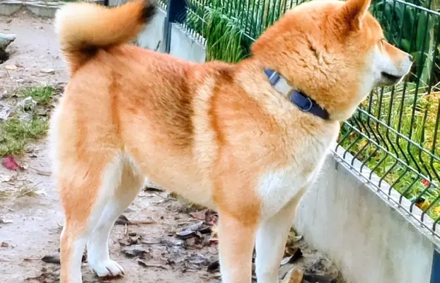 Cztery, czerwone Shiby, trzy pieski i suczka 9