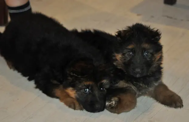 Owczarek Niemiecki Długowłosy- szczenięta FCI 2