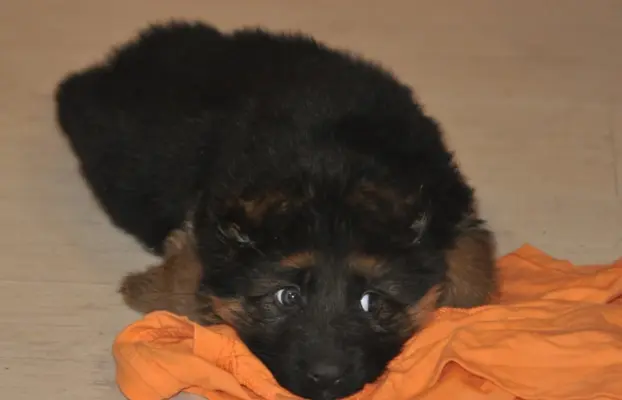 Owczarek Niemiecki Długowłosy- szczenięta FCI 5