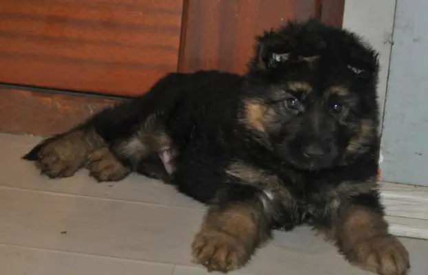 Owczarek Niemiecki Długowłosy- szczenięta FCI 1