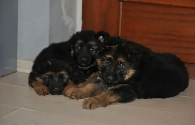 Owczarek Niemiecki Długowłosy- szczenięta FCI 6