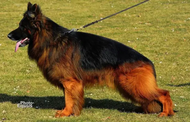 Owczarek Niemiecki Długowłosy- szczenięta FCI 7