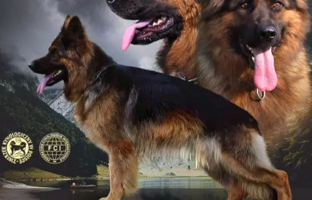 Owczarek Niemiecki Długowłosy- szczenięta FCI 8