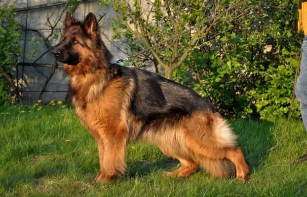 Owczarek Niemiecki Długowłosy- szczenięta FCI 9