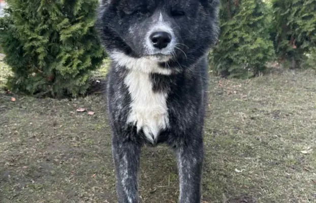 Akita - pręgowane szczenię na sprzedaż ZKWP / FCI 2