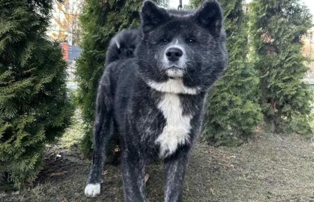 Akita - pręgowane szczenię na sprzedaż ZKWP / FCI 3