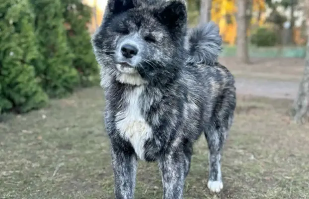 Akita - pręgowane szczenię na sprzedaż ZKWP / FCI 2