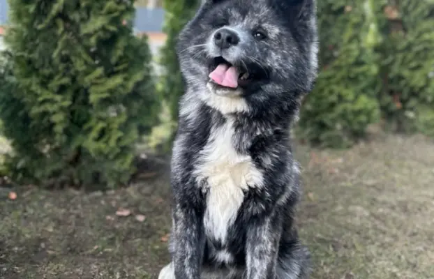 Akita - pręgowane szczenię na sprzedaż ZKWP / FCI 1