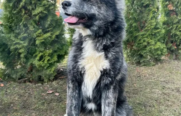 Akita - pręgowane szczenię na sprzedaż ZKWP / FCI 3