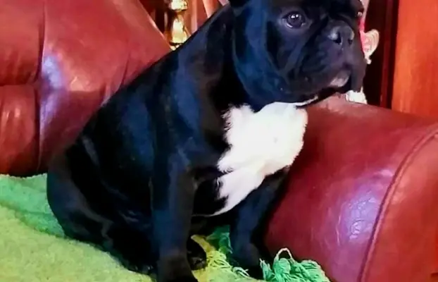 Buldog Francuski – piękne szczenięta 2