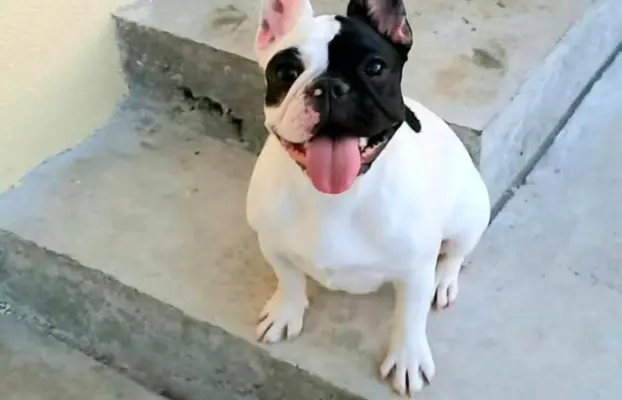 Buldog Francuski – piękne szczenięta 4