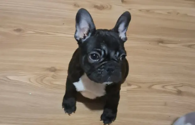 Buldog Francuski – piękne szczenięta 6