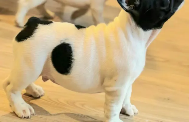 Buldog Francuski – piękne szczenięta 7