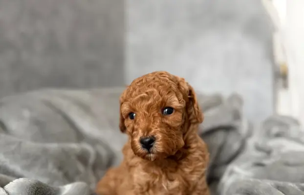 Pudel miniatura RED szczeniak z rodowodem REZERWACJA! 1