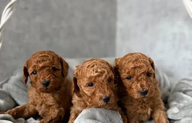 Pudel miniatura RED szczeniak z rodowodem REZERWACJA! 3