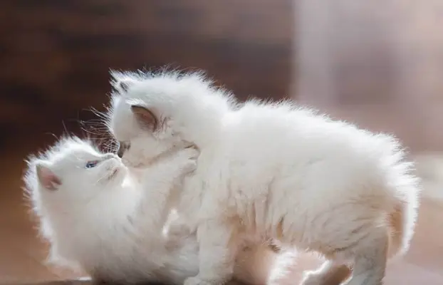 Przecudne kocięta Ragdoll po utytułowanych rodzicach 1