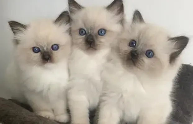 Przecudne kocięta Ragdoll po utytułowanych rodzicach 2