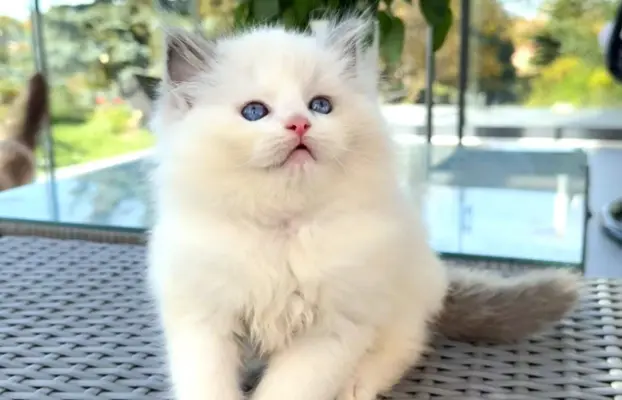 Przecudne kocięta Ragdoll po utytułowanych rodzicach 3