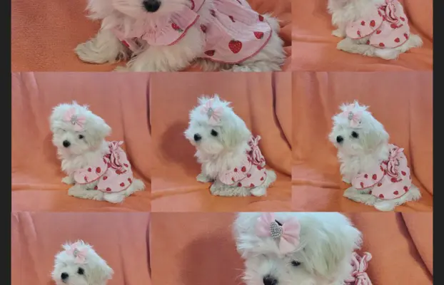 Suczka Maltańczyk fci Zkwp 1