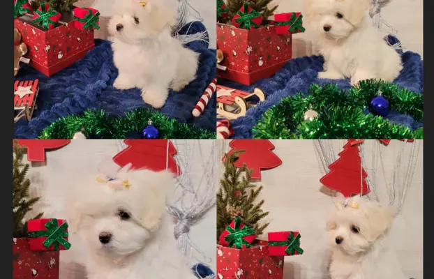 Suczka Maltańczyk fci Zkwp 2