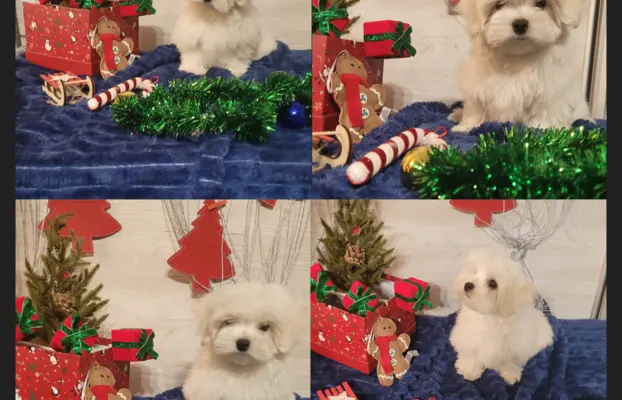 Chłopczyk Maltańczyk ZkwP fci 1