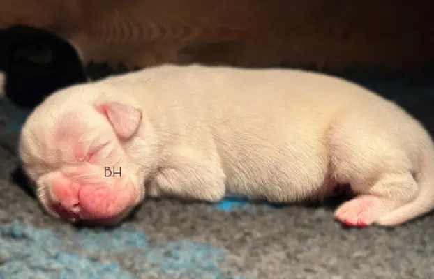 Piękne szczenięta bokser 2