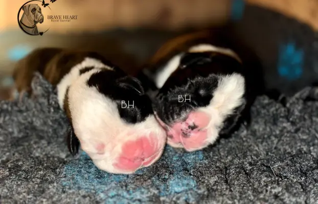 Piękne szczenięta bokser 4