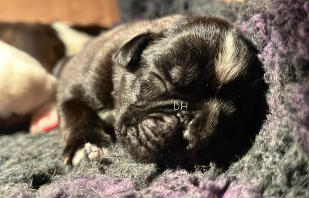 Piękne szczenięta bokser 5