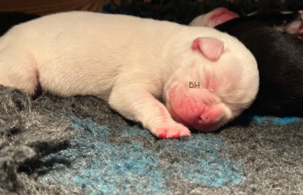 Piękne szczenięta bokser 6