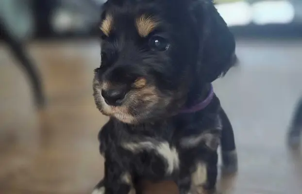 Cocker Spaniel Angielski 1