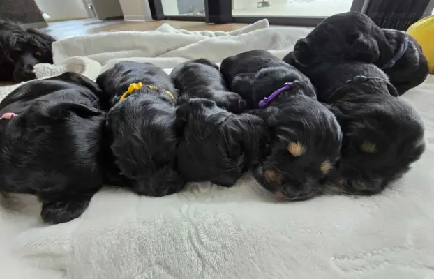 Cocker Spaniel Angielski 2