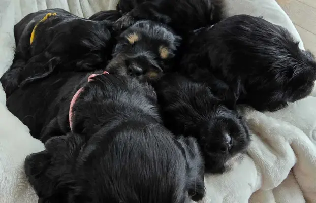 Cocker Spaniel Angielski 3