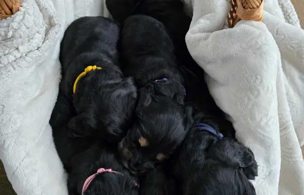 Cocker Spaniel Angielski 4