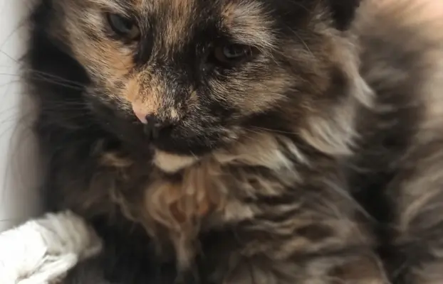 Kotka Aria szuka swojego domku 1