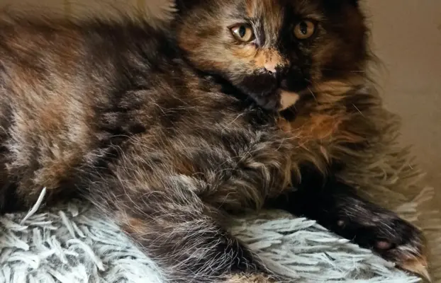 Kotka Aria szuka swojego domku 2