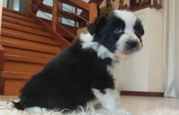 Rasowa suczka BORDER COLLIE z Hodowli - pełną dok. przebadan 2