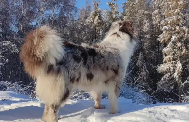 Rasowa suczka BORDER COLLIE z Hodowli - pełną dok. przebadan 6